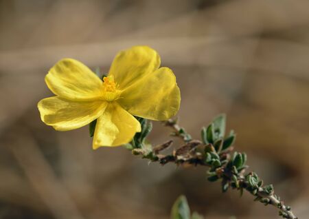 Arabian Rock-rose - Fumana arabicaYellow Cistaceae Flowerの写真素材