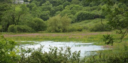 Water meadow with Ragged Robin - Lychnis flos