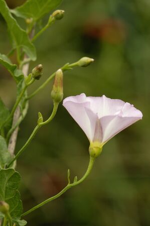 Field Bindweed - Convolvulus arvensis