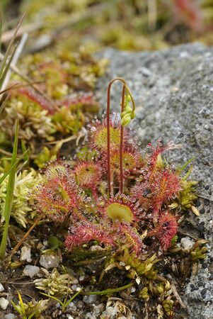 Round-leaved Sundew - Drosera rotundifoliaの写真素材