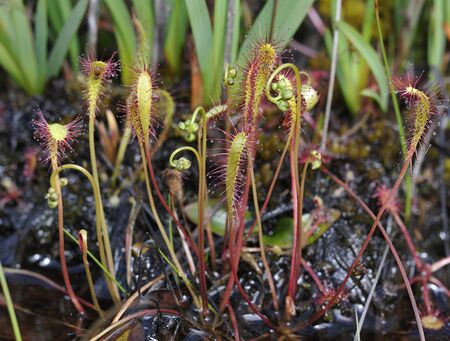 Great Sundew - Drosera anglica
Growing in Peat Bog in Scottish Highlandsの写真素材