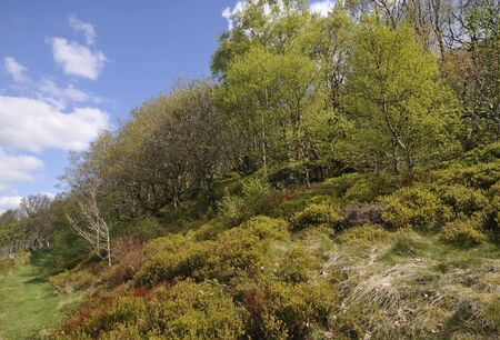 Bilberry - Vaccinium myrtillusAlso known as Blaeberry or WhortleberryLarge bank of flowering shrubs with Oak & Birch Woodlandの写真素材