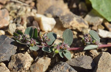 Prostrate Spurge - Euphorbia chamaesyce