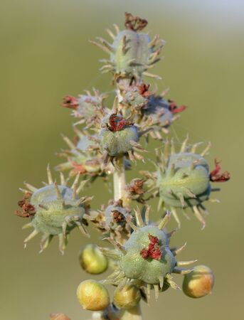 Castor Oil Plant - Ricinus communisFemale Flowers
