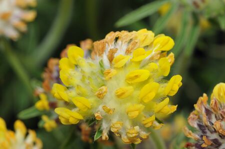 Kidney Vetch - Anthyllis vulnerariaCloseup on Machair Grasslandの写真素材