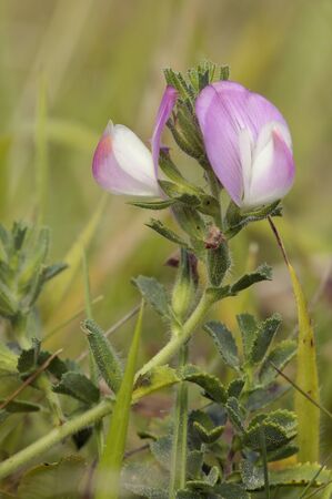 Restharrow - Ononis repensの写真素材