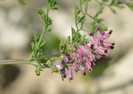 Common Fumitory - Fumaria officinalisの写真素材