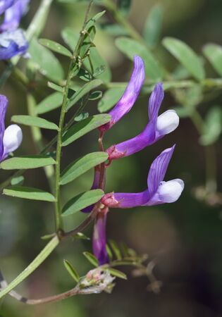 Vetch sp - Vicia cassia
Native to Cyprus, Turkeyの写真素材