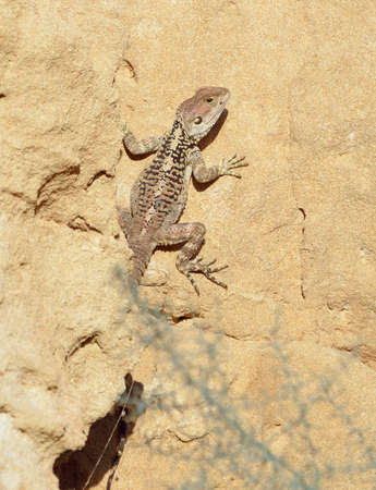 Starred Agama - Laudakia stellio, large sun loving Lizard