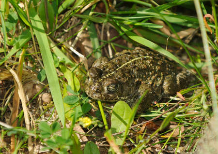 Natterjack Toad - Epidalea calamita, formerly Bufo calamita
