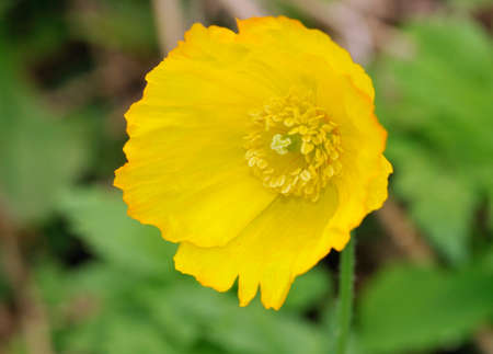 Welsh Poppy - Meconopsis cambrica, closeup of rare wild flower