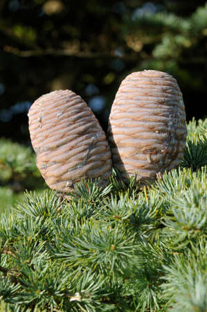 Cedar Of Lebanon Cones - Cedrus libaniの写真素材