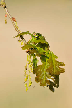 Pedunculate English Oak - Quercus robur
New leaves with Catkins and gall wasp
