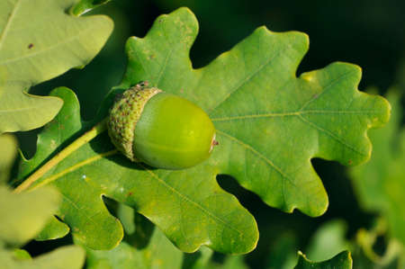 Acorn and leaf of Pedunculate English Oak - Quercus robur