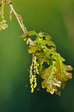 Pedunculate English Oak - Quercus robur
New leaves with Catkins and gall wasp