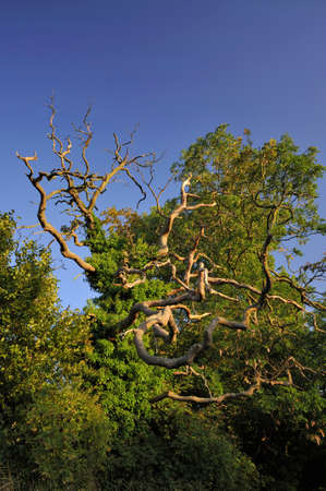 Pedunculate (English) Oak Tree - Quercus robur