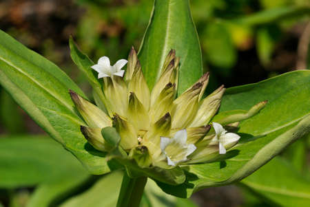 Tibetian Gentian - Gentiana tibetica, Wild Flower from Tibet
