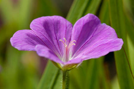 Bloody Cranesbill - Geranium sanguineum, Pink Garden Flower