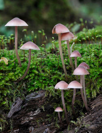 Bleeding Mycena or Burgundydrop Bonnet Fungi - Mycena haematopus
Fungi on moss covered log