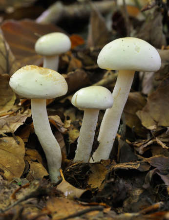 Ivory Woodwax Fungi - Hygrophorus eburneus, growing in Beech leaf litter