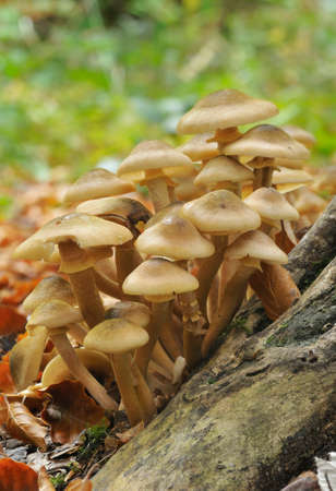 Honey Fungus - Armillaria mellea