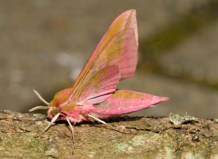 Elephant Hawkmoth - Deilephila elpenor
on log, wings openの写真素材