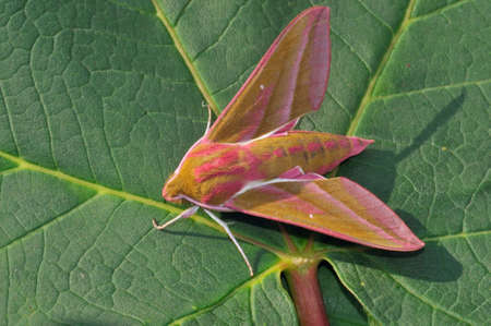 Elephant Hawkmoth - Deilephila elpenorの写真素材
