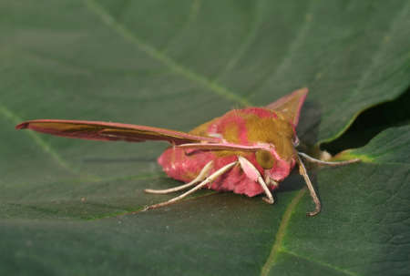 Elephant Hawkmoth - Deilephila elpenorの写真素材