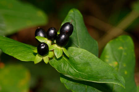 Tutsan - Hypericum androsaenum, black berriesの写真素材