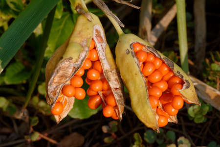Stinking Iris - Iris foetidissima, Orange seeds in podの写真素材