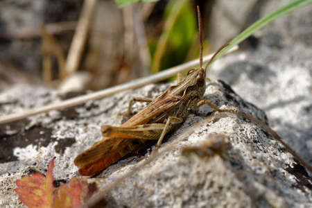 Common Field Grasshopper - Chorthippus brunneus, on limestone rock