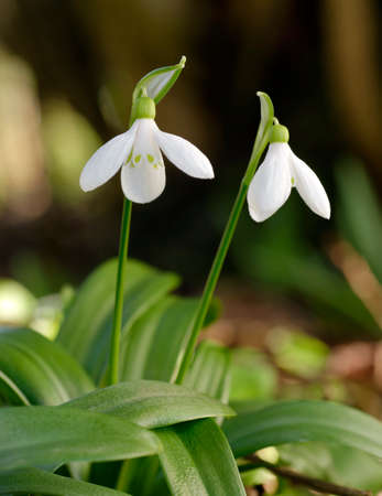 Galanthus woronowii - Green Snowdrop, rare naturalised early spring flower and garden bulbの写真素材