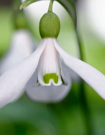 Galanthus woronowii - Green Snowdrop, rare naturalised early spring flower and garden bulb. Closeup of flowerの写真素材
