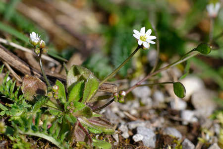 Common Whitlowgrass - Erophila verna, growing on limestone gravelの写真素材