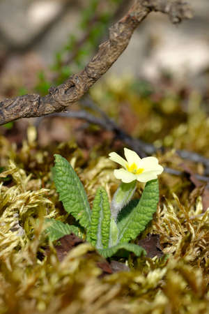 Primrose - Primula vulgaris, young plant with single flower growing in mossの写真素材
