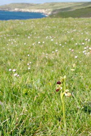 Early Spider Orchid - Ophrys sphegodes, in it's environment on Dorset coastの写真素材