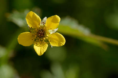 Herb Bennet or Wood Avens - Geum urbanum, closeup of flower