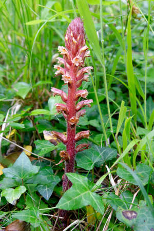Ivy Broomrape - Orobanche hederae, parasitic plant of Ivyの写真素材