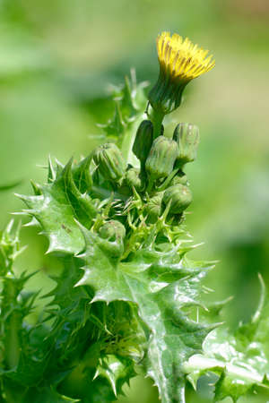 Prickly or Rough Sow-thistle - Sonchus asper, Single flower with buds & leaves
