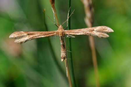 Crescent Plume Moth - Marasmarcha lunaedactylaの写真素材