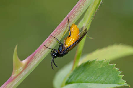 Large Rose Sawfly - Arge pagana, Female egg laying on dog roseの写真素材