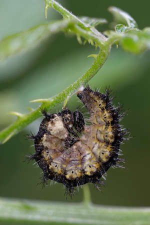 Small Tortoiseshell Caterpillar - Aglais urticae, Pre-pupation Larvaの写真素材