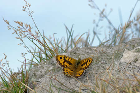 Wall Brown Butterfly - Lasiommata megera on rock, Foreland, Devon