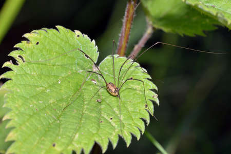 Harvestman - Leiobunum rotundum, female