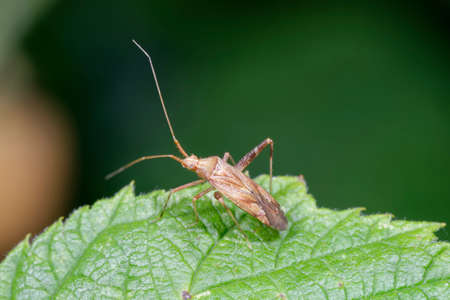 Long-Legged Plant Bug - Phytocoris varipes on leaf