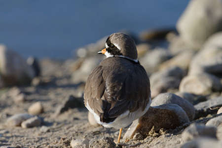 Ringed Plover - Charadrius hiaticula, back view with head turned on beachの写真素材