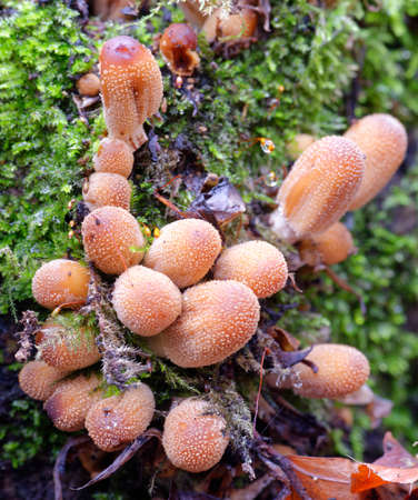 Faries Bonnets or Trooping Crumble Caps - Coprinellus disseminatus, new caps