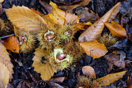 Sweet or Spanish Chestnut - Castanea sativa, nuts on ground with husks & dead leavesの写真素材