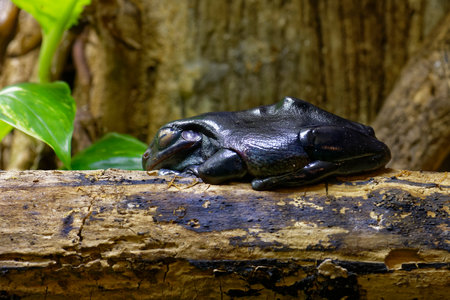 White's Tree Frog - Litoria caerulea, dark form 
Native to Australia and New Guineaの写真素材