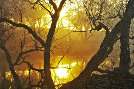 sunrise behind golden fog shining thru tree fallen in riverの写真素材